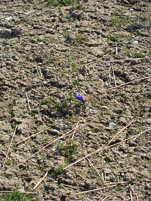 pansy unmulched